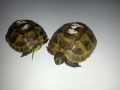 Závodní želváci