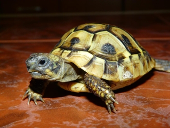 Hermanka